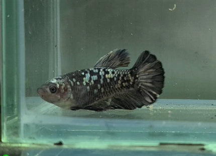 Copper Avatar HMPK Female Betta - Nano Tanks Australia Aquarium Shop
