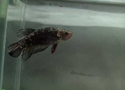 Copper Avatar HMPK Female Betta - Nano Tanks Australia Aquarium Shop
