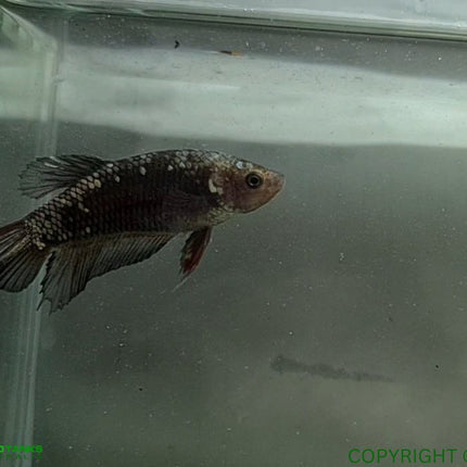 Copper Avatar HMPK Female Betta - Nano Tanks Australia Aquarium Shop
