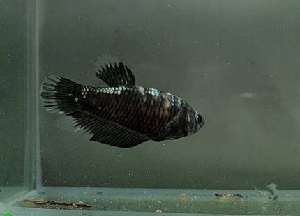 Copper Avatar HMPK Female Betta - Nano Tanks Australia Aquarium Shop