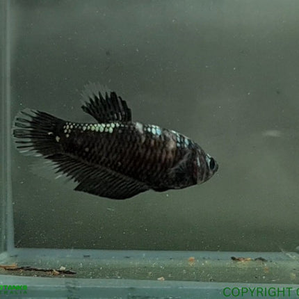 Copper Avatar HMPK Female Betta - Nano Tanks Australia Aquarium Shop