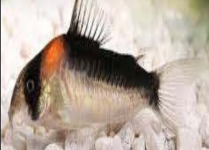 Corydoras Adolfoi 4cm - Nano Tanks Australia Aquarium Shop