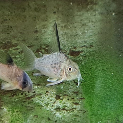 Corydoras Armatus - Nano Tanks Australia Aquarium Shop