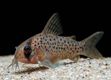 Corydoras Atropersonatus - Nano Tanks Australia Aquarium Shop