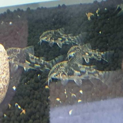Corydoras Barbatus (scleromystax barbatus) 3-4cm - Nano Tanks Australia Aquarium Shop