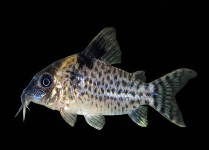 Corydoras Blochi - Nano Tanks Australia Aquarium Shop