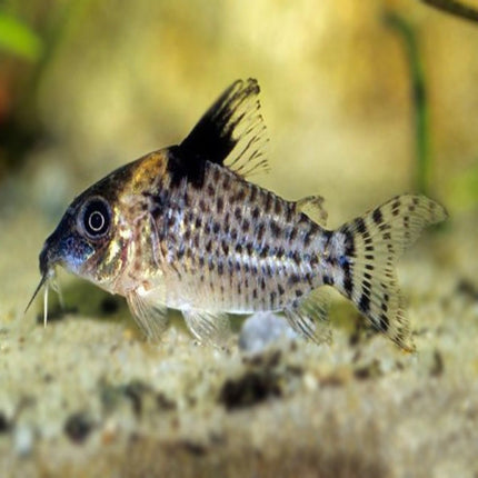 Corydoras Blochi - Nano Tanks Australia Aquarium Shop