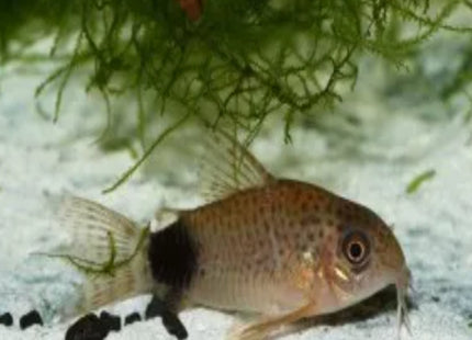 Corydoras Caudimaculatus - Nano Tanks Australia Aquarium Shop