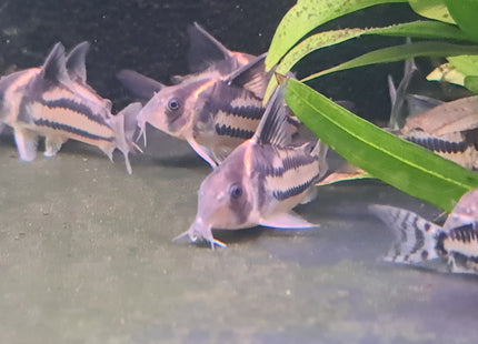 Corydoras CW127 Wild Caught 5cm - Nano Tanks Australia Aquarium Shop