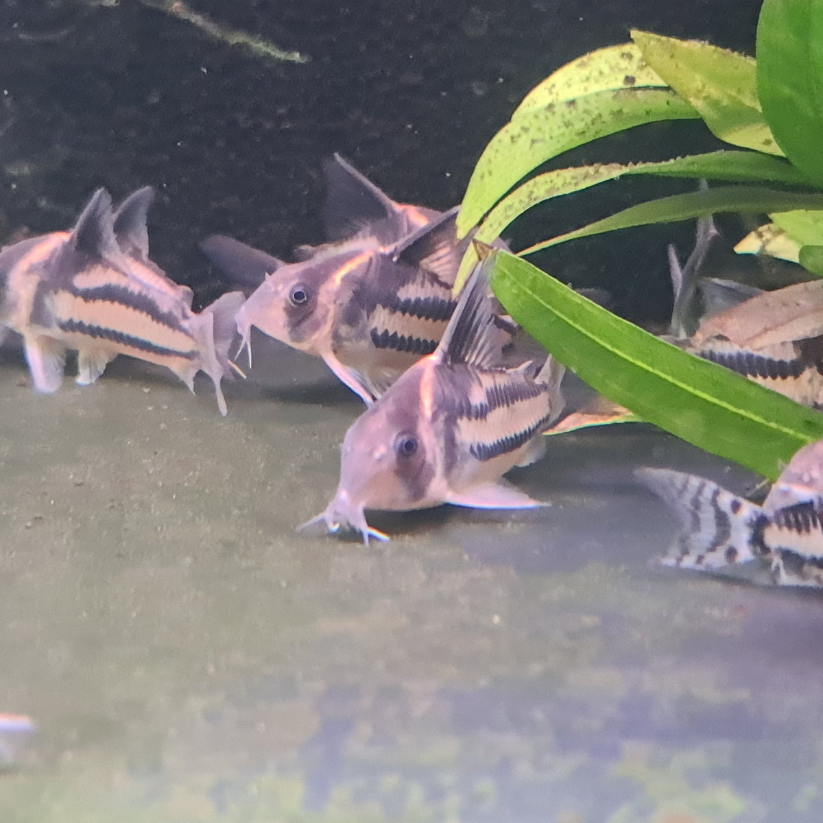 Corydoras CW127 Wild Caught 5cm - Nano Tanks Australia Aquarium Shop