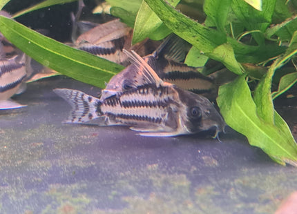 Corydoras CW127 Wild Caught 5cm - Nano Tanks Australia Aquarium Shop
