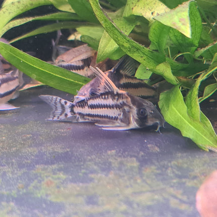 Corydoras CW127 Wild Caught 5cm - Nano Tanks Australia Aquarium Shop