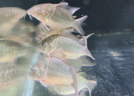 Corydoras CW34 Freckled Bolivian Wild Caught 5cm - Nano Tanks Australia Aquarium Shop