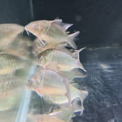 Corydoras CW34 Freckled Bolivian Wild Caught 5cm - Nano Tanks Australia Aquarium Shop