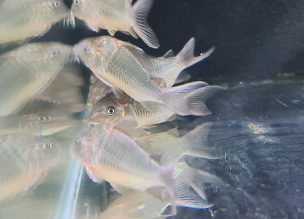 Corydoras CW34 Freckled Bolivian Wild Caught 5cm - Nano Tanks Australia Aquarium Shop