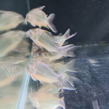 Corydoras CW34 Freckled Bolivian Wild Caught 5cm - Nano Tanks Australia Aquarium Shop