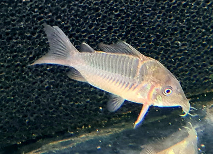 Corydoras CW34 Freckled Bolivian Wild Caught 5cm - Nano Tanks Australia Aquarium Shop