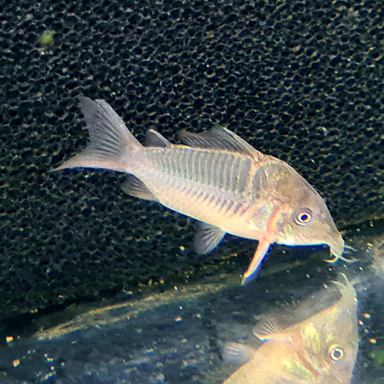 Corydoras CW34 Freckled Bolivian Wild Caught 5cm - Nano Tanks Australia Aquarium Shop