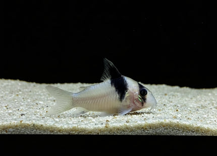 Corydoras CW51 4cm - Nano Tanks Australia Aquarium Shop