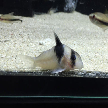 Corydoras CW51 4cm - Nano Tanks Australia Aquarium Shop