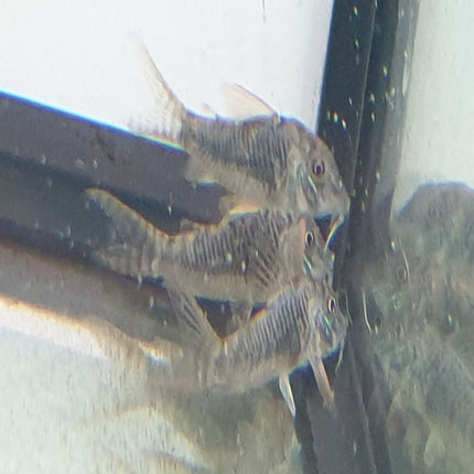 Corydoras Ellisae - Nano Tanks Australia Aquarium Shop