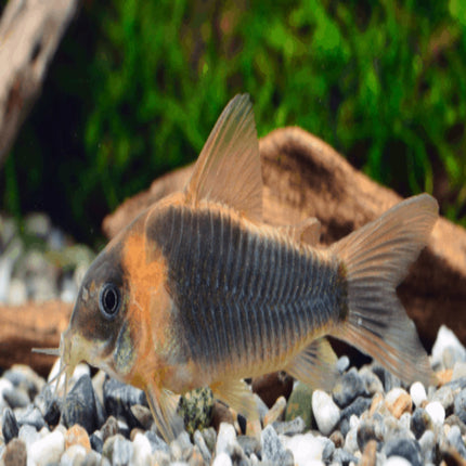 Corydoras eques 4cm - Nano Tanks Australia Aquarium Shop