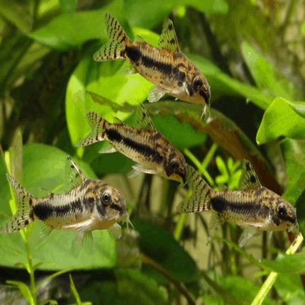 Corydoras Habrosus - Nano Tanks Australia Aquarium Shop