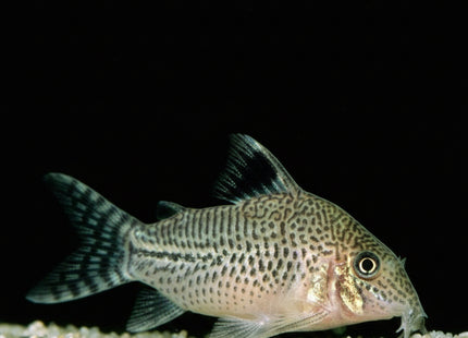 Corydoras leopardus - Nano Tanks Australia Aquarium Shop