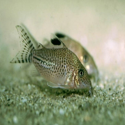 Corydoras leopardus - Nano Tanks Australia Aquarium Shop