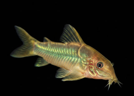 Corydoras Melanotaenia - Nano Tanks Australia Aquarium Shop