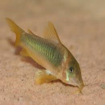 Corydoras Melanotaenia - Nano Tanks Australia Aquarium Shop