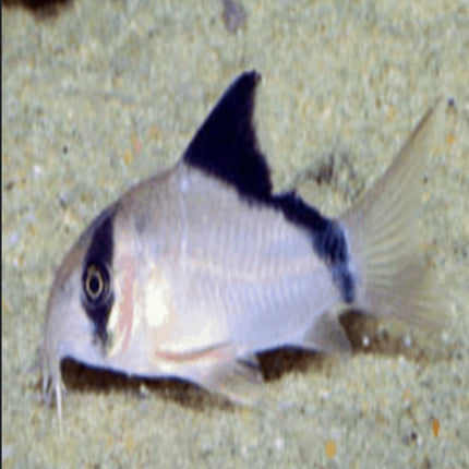 Corydoras Metae Bandit 3cm - Nano Tanks Australia Aquarium Shop
