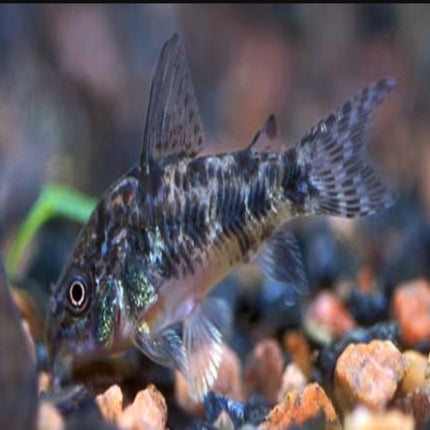 Corydoras Paleatus Long Fin/ Short Fin Pepper - Nano Tanks Australia Aquarium Shop
