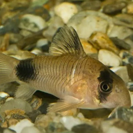Corydoras Panda 4-5cm - Nano Tanks Australia Aquarium Shop