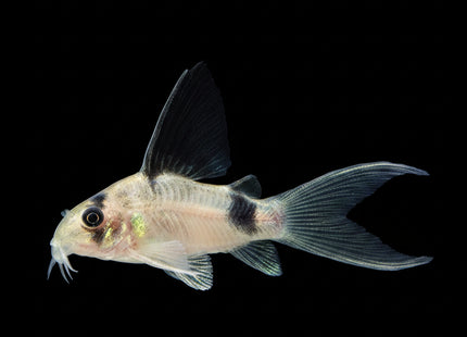 Corydoras Panda Longfin - Nano Tanks Australia Aquarium Shop