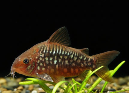 CORYDORAS PANTANALENSIS C005 - Nano Tanks Australia Aquarium Shop