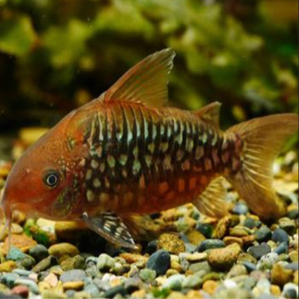 CORYDORAS PANTANALENSIS C005 - Nano Tanks Australia Aquarium Shop