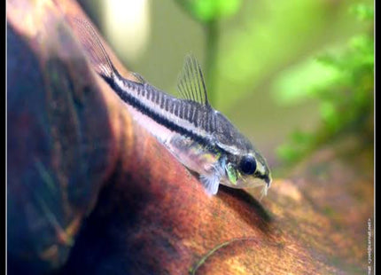 Corydoras Pygmaeus Pygmy - Nano Tanks Australia Aquarium Shop