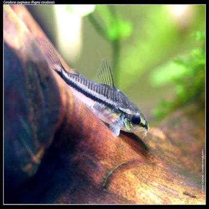 Corydoras Pygmaeus Pygmy - Nano Tanks Australia Aquarium Shop