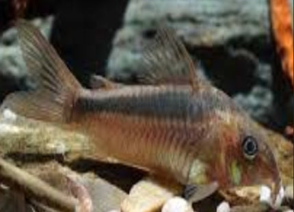 Corydoras Rabauti - Nano Tanks Australia Aquarium Shop