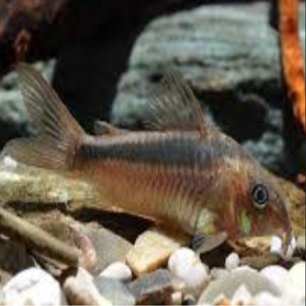 Corydoras Rabauti - Nano Tanks Australia Aquarium Shop