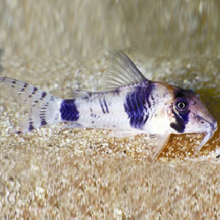 Corydoras Reynoldsi - Nano Tanks Australia Aquarium Shop
