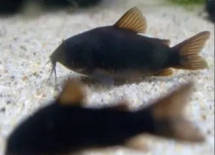 Corydoras Schultzei (Black Venezuela) - Nano Tanks Australia Aquarium Shop