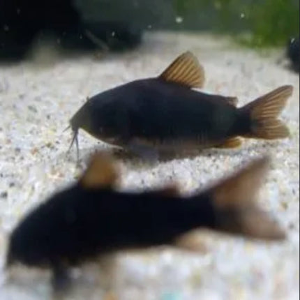 Corydoras Schultzei (Black Venezuela) - Nano Tanks Australia Aquarium Shop