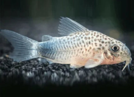 Corydoras Similis 3-4cm - Nano Tanks Australia Aquarium Shop