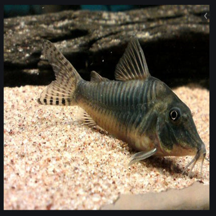 Corydoras Simulatus - Nano Tanks Australia Aquarium Shop