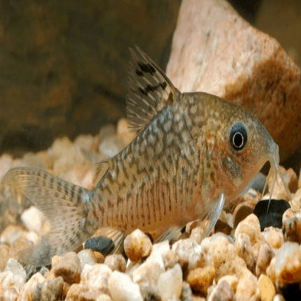 Corydoras Sodalis - Nano Tanks Australia Aquarium Shop