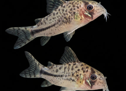 Corydoras spp. C91 - Nano Tanks Australia Aquarium Shop