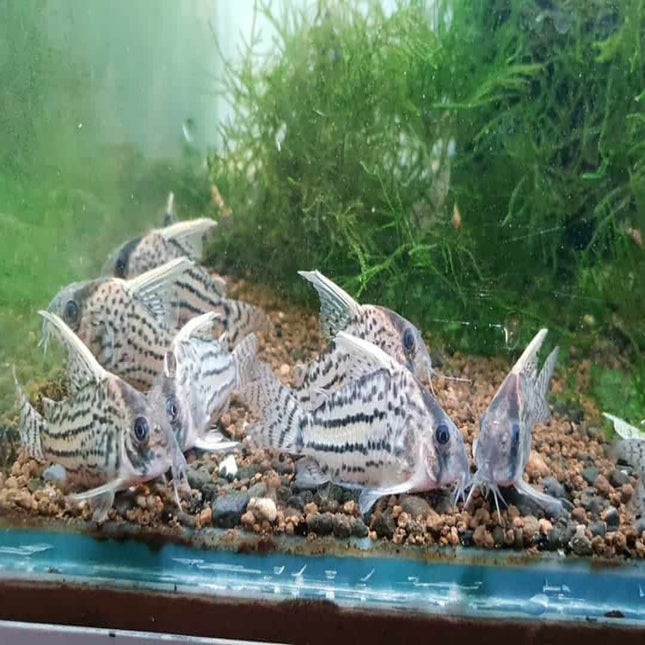 Corydoras Super Schwartzi CW28 - Nano Tanks Australia Aquarium Shop