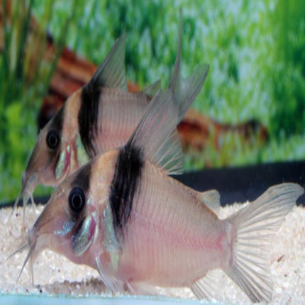 Corydoras Virginiae 4cm EXTRA LARGE - Nano Tanks Australia Aquarium Shop